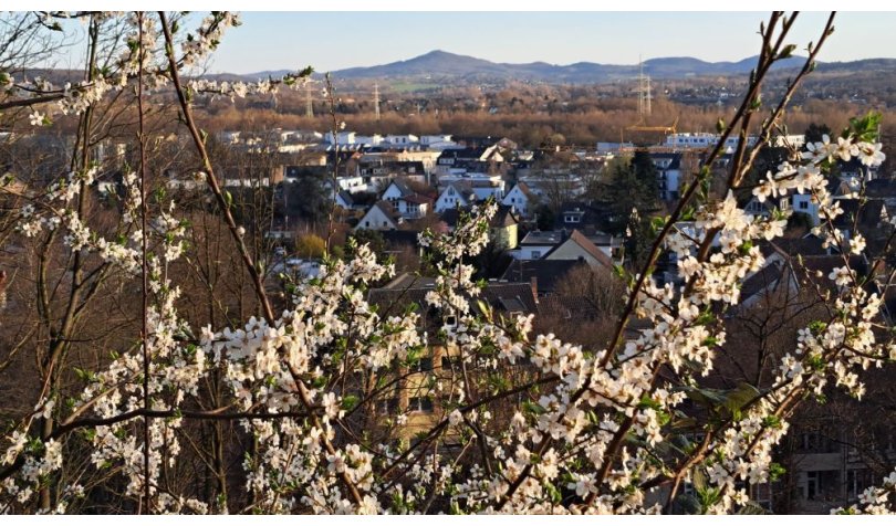 Blüten Michaelsberg