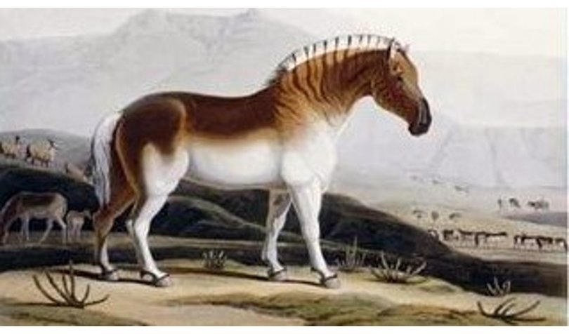 Quagga