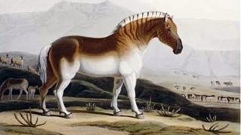 Quagga Quagga