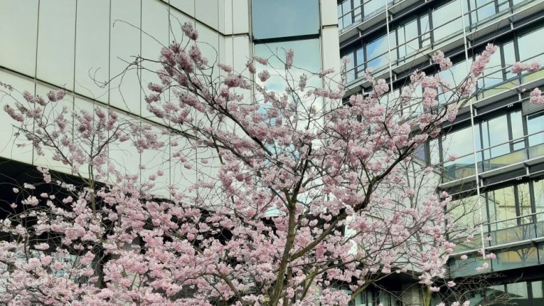 Kirschbaum am Kreis Kirschbaum am Kreis