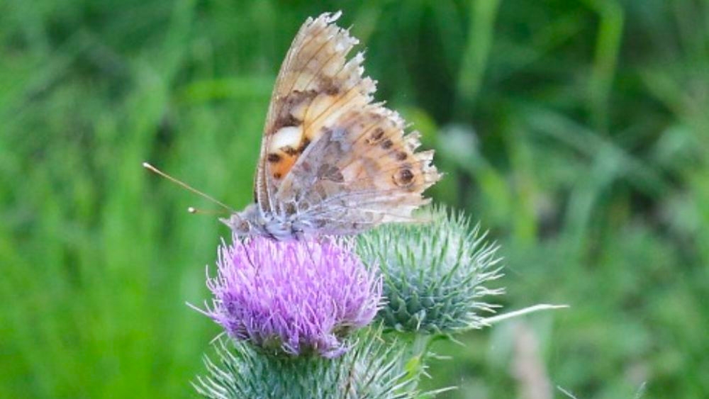 Distelfalter auf Kratzdistel