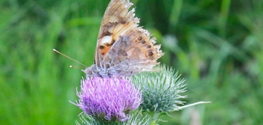 Distelfalter auf Kratzdistel