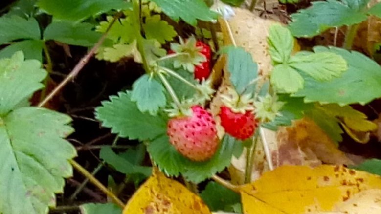 Erdbeeren