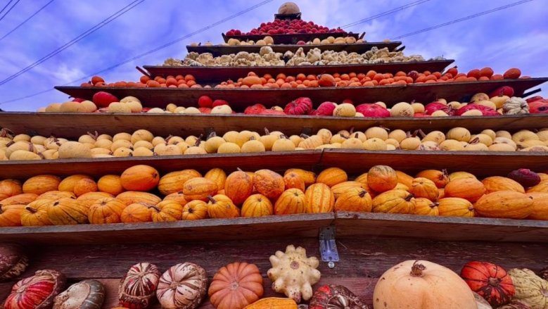 Krewelshof Kürbisse