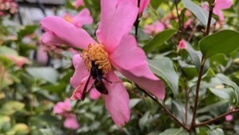 Asiatische Hornisse Asiatische Hornisse