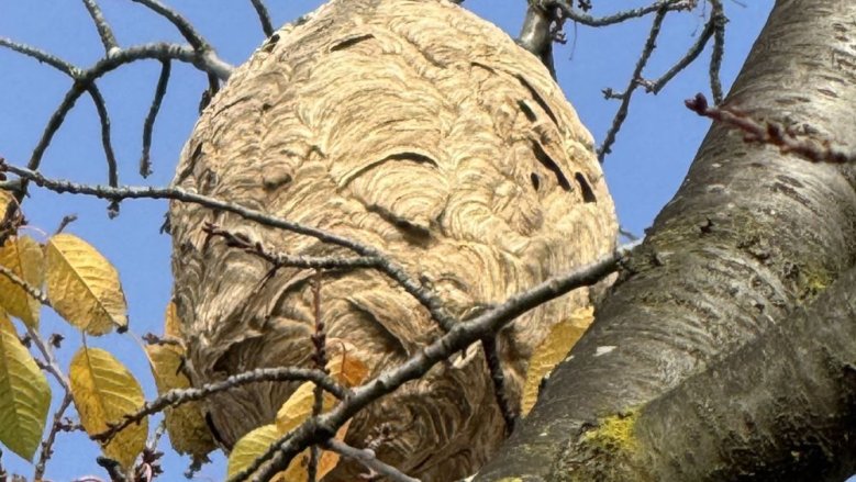 Hornissennest Hornissennest