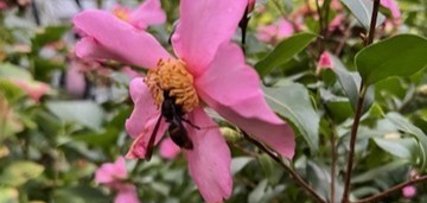 Asiatische Hornisse Asiatische Hornisse