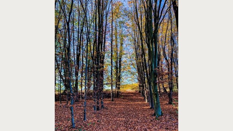 Wald - Wahnbachtalsperre