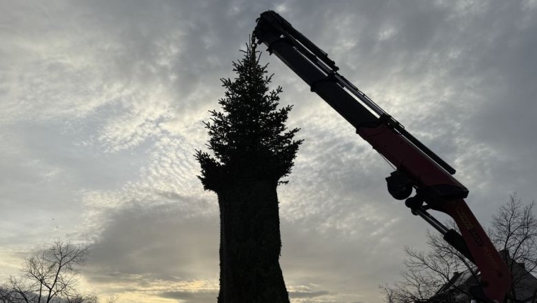 Weihnachtsbaum Binte