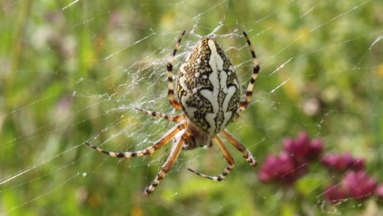 Echte Eichenblattspinne