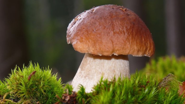 Steinpilz