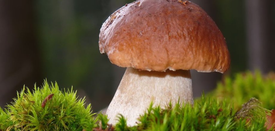 Steinpilz