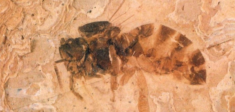 versteinerte Honigbiene