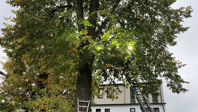 Katze im Baum Katze im Baum
