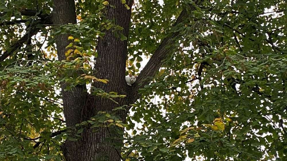 Katze im Baum