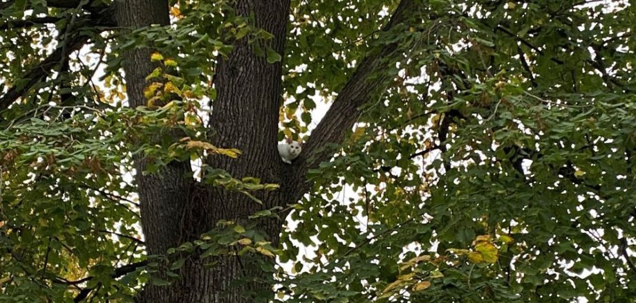 Katze im Baum