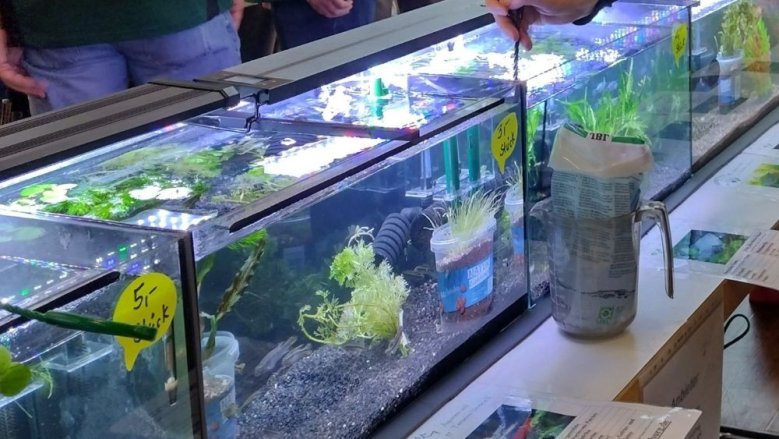 Aquaristik-Börse Aquaristik-Börse