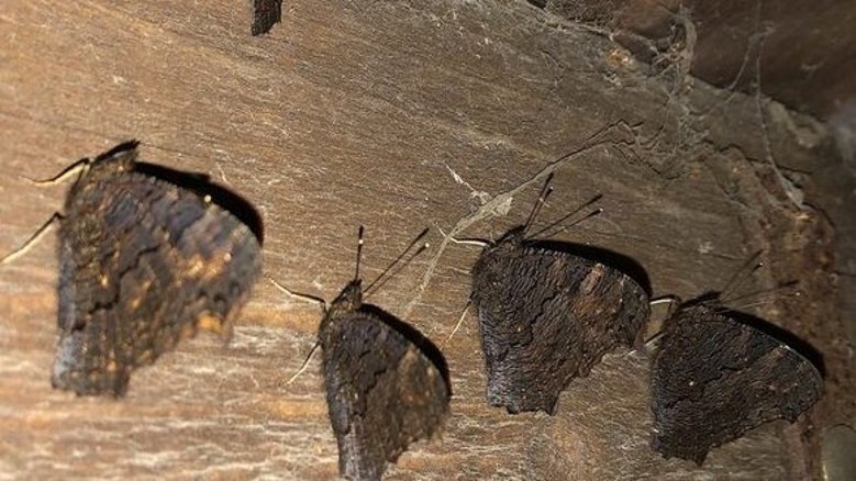 Überwinternde Tagpfauenaugen Überwinternde Tagpfauenaugen