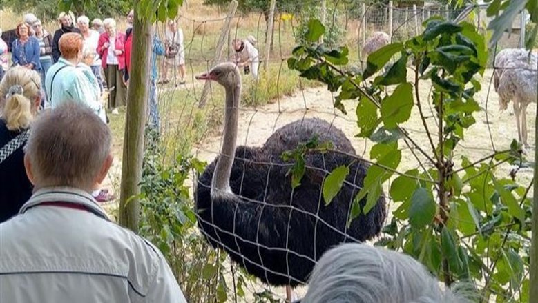 Seniorenprogramm Straußenfarm Seniorenprogramm Straußenfarm