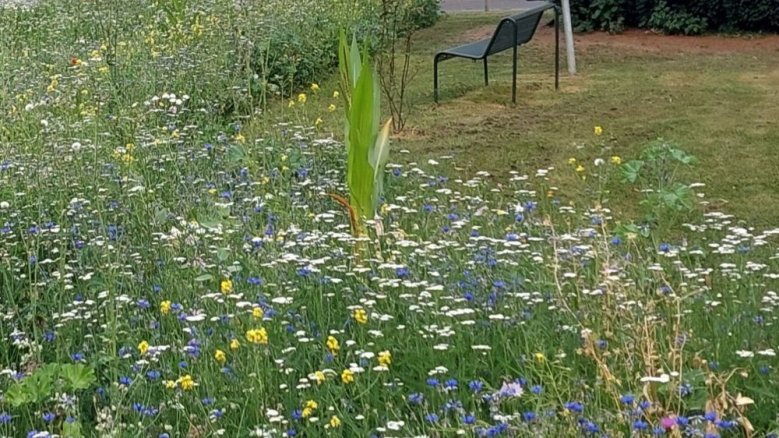 Wolsdorfer Insektenwiese Wolsdorfer Insektenwiese