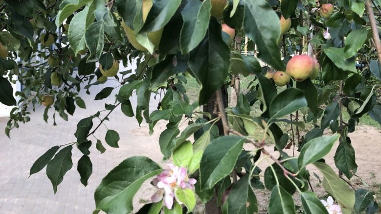 Apfelbaum Kita Pauline Apfelbaum Kita Pauline