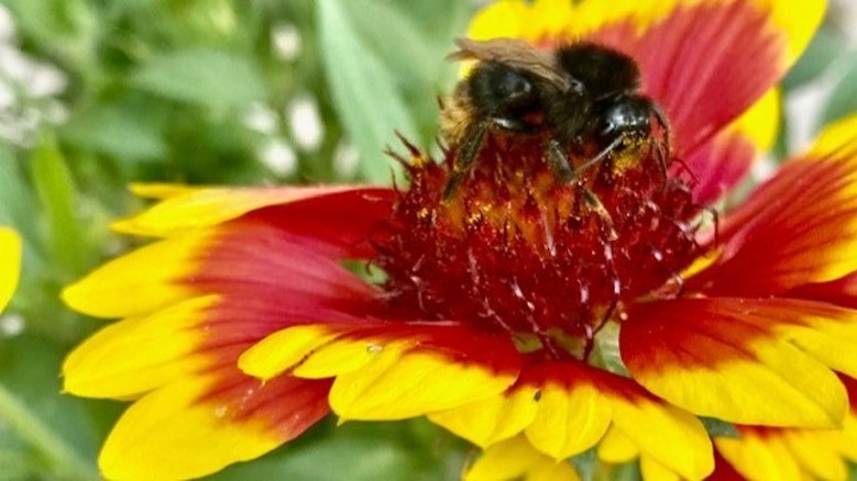 Hummel Hummel