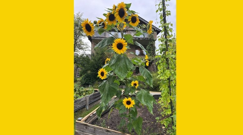 Sonnenblume Sonnenblume