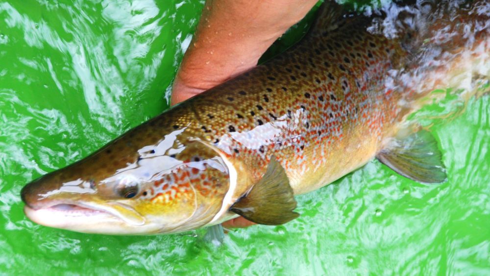 Lachs