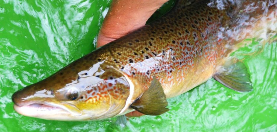 Lachs Lachs