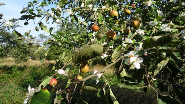 Apfelblüte Apfelblüte