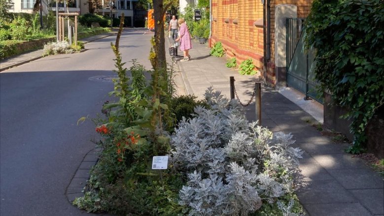 Baumscheibe an der Georgstraße Baumscheibe an der Georgstraße