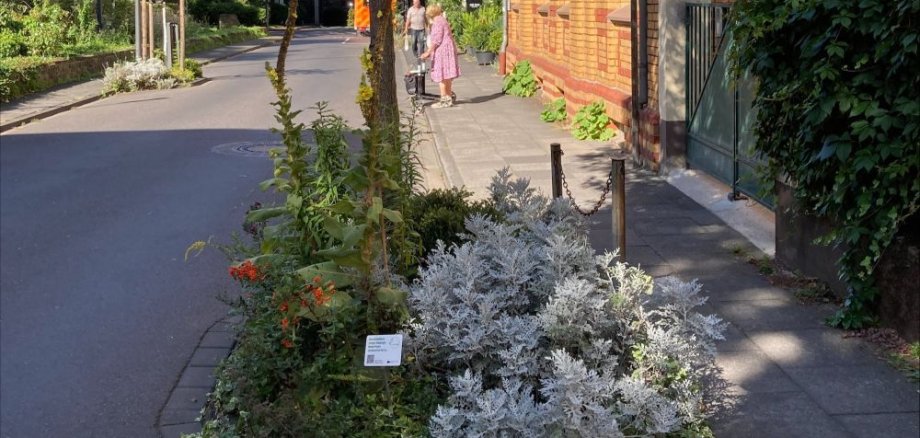 Baumscheibe an der Georgstraße Baumscheibe an der Georgstraße