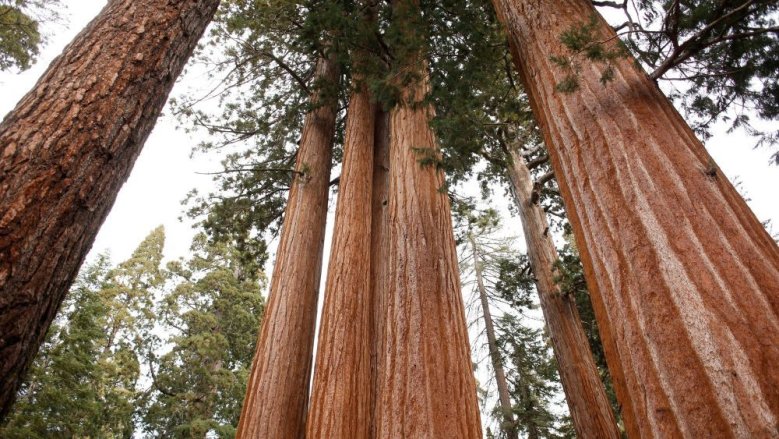 Sequoia National Park Sequoia National Park