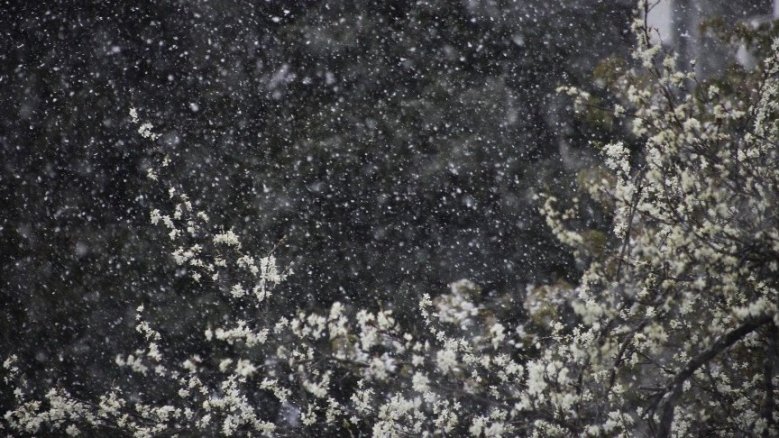 Schneegestöber und Kirschblüten Schneegestöber und Kirschblüten