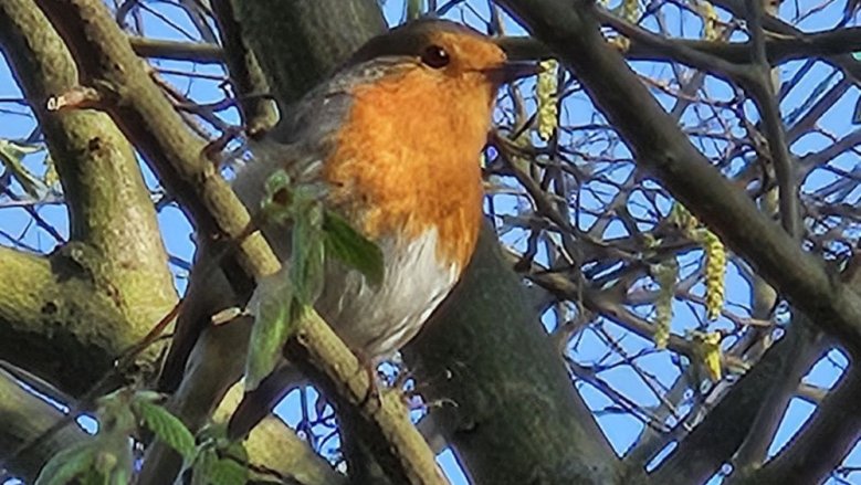 Rotkehlchen Rotkehlchen