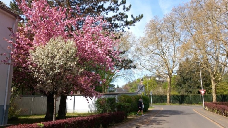 Kirschblüte Kirschblüte