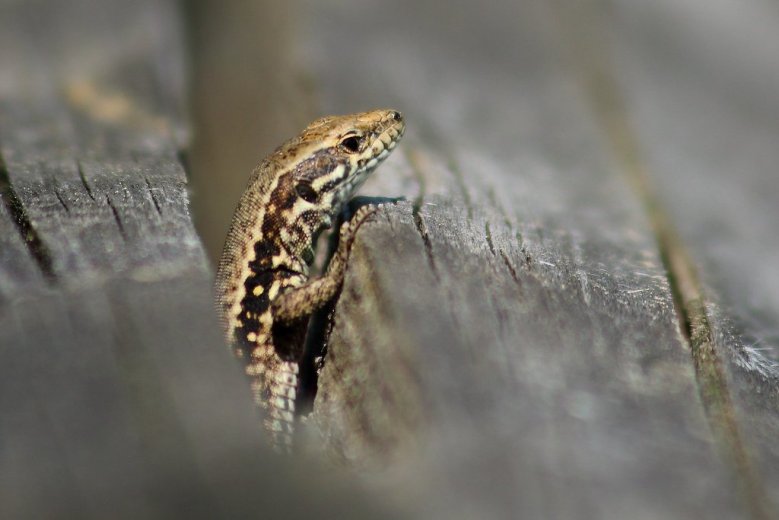 Mauereidechse Mauereidechse