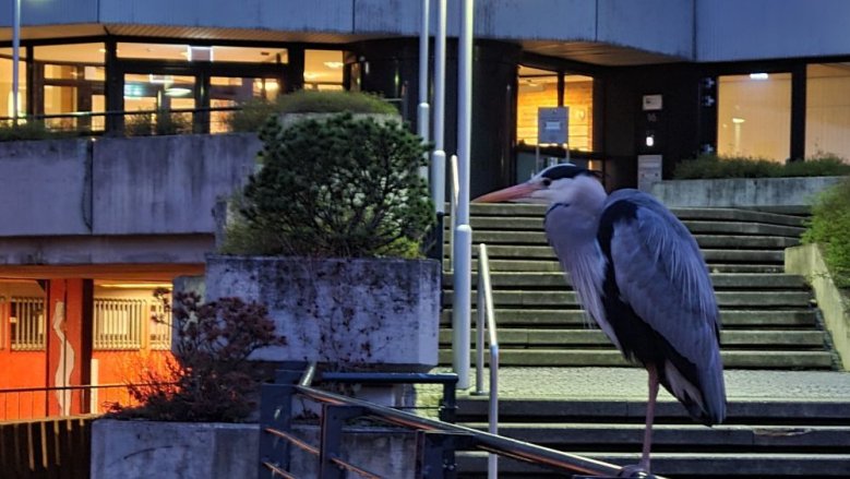 Graureiher-Friederike Welter