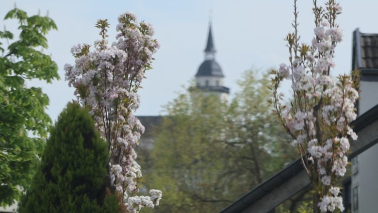 Baumblüte Baumblüte