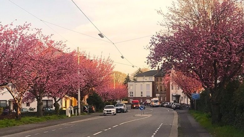 Kirschblüte Deichhaus