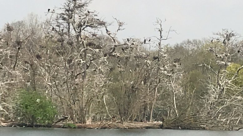 Kormorane Trerichsweiher