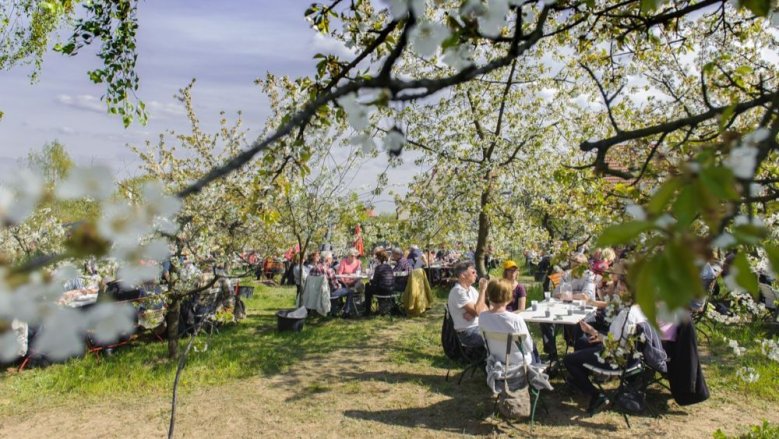 Werder Baumblüte am Obstpanoramaweg