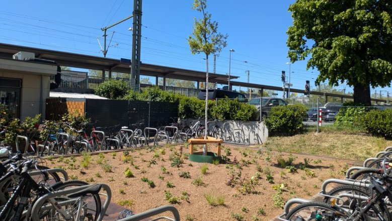 Baumscheibe Europaplatz