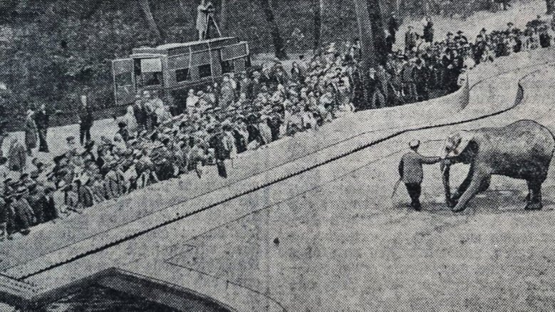 Zooelefant Berlin 1931