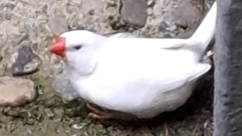Vogel