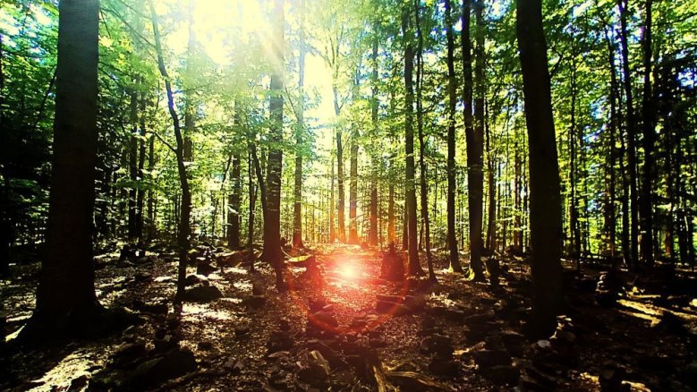 Wald Wald