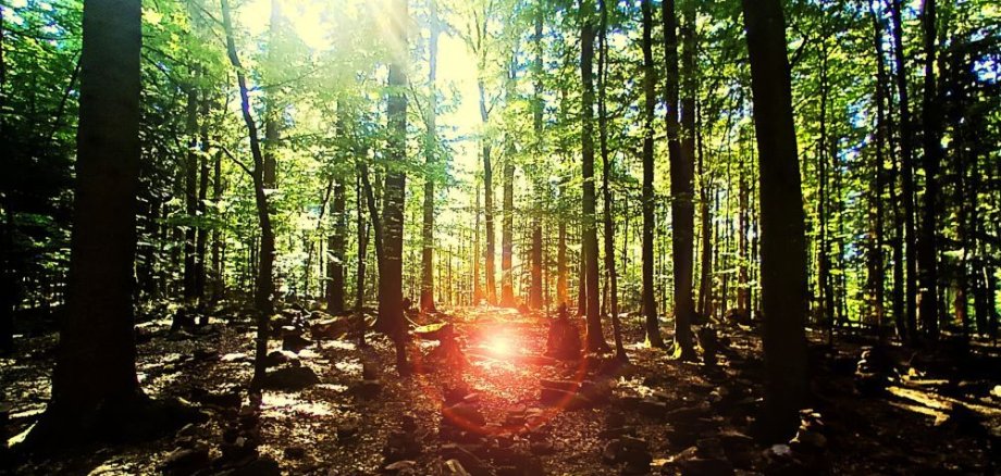 Wald