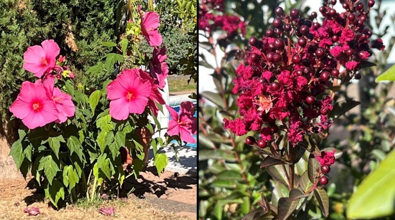 Blüten Blüten