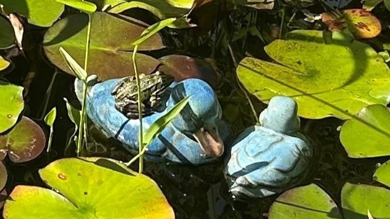 Frosch auf Ente