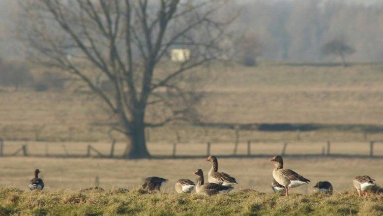 Graugänse Niederrhein